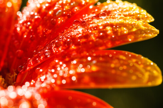 Was playing with a macro of this nice flower, and thought about adding shining stars and reflctions. So I aded small droplets... and here it goes. Happy bokeh day :)